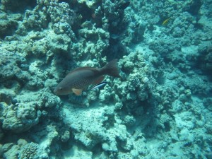 sharm14549